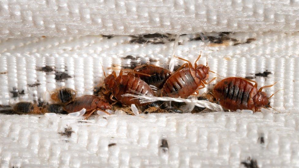 Bed Bug Treatment Process