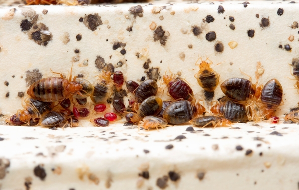 Bed Bug Treatment