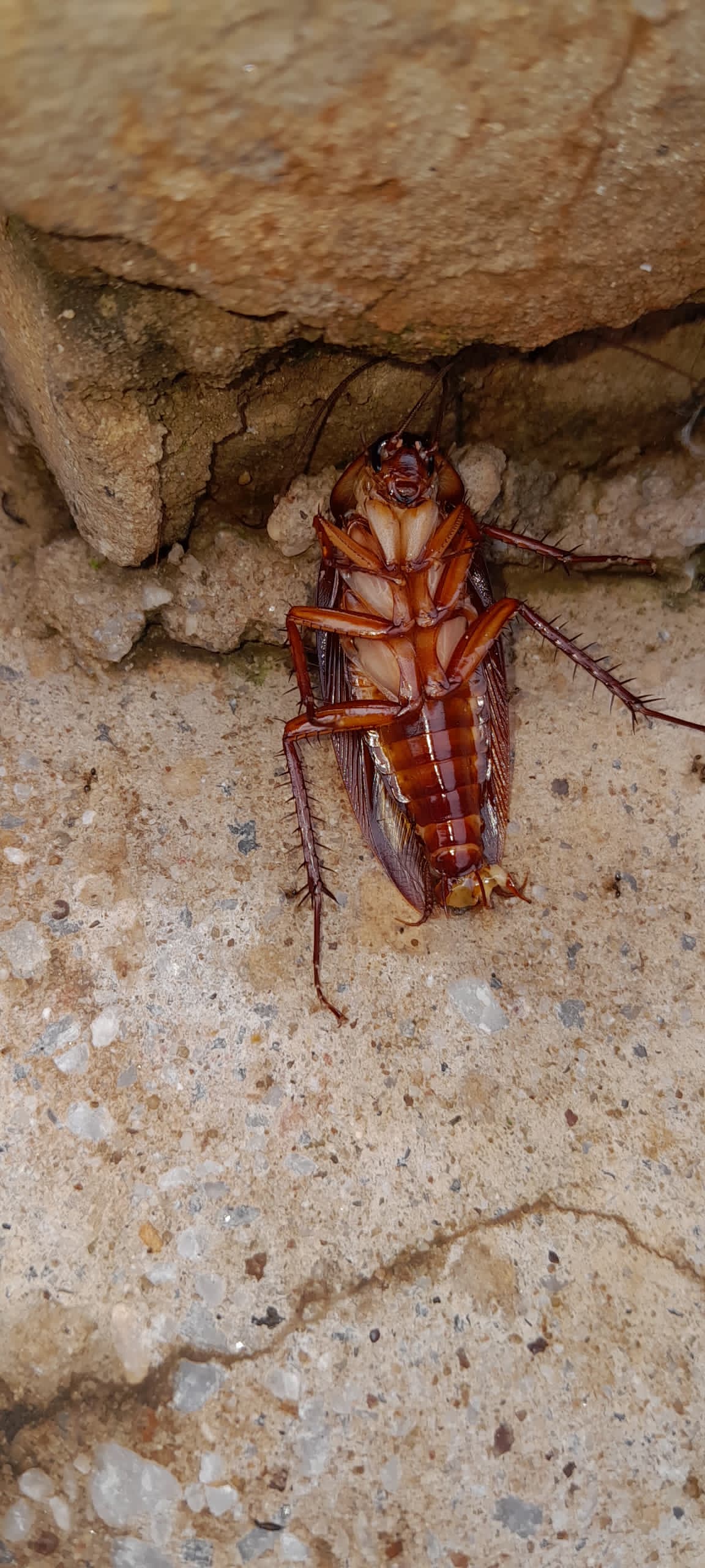 Cockroach Fumigation Process