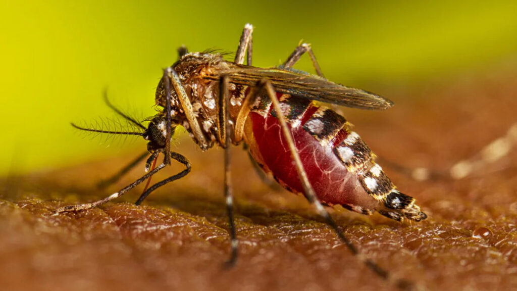 Mosquito Control Process