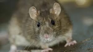 Rodent Control