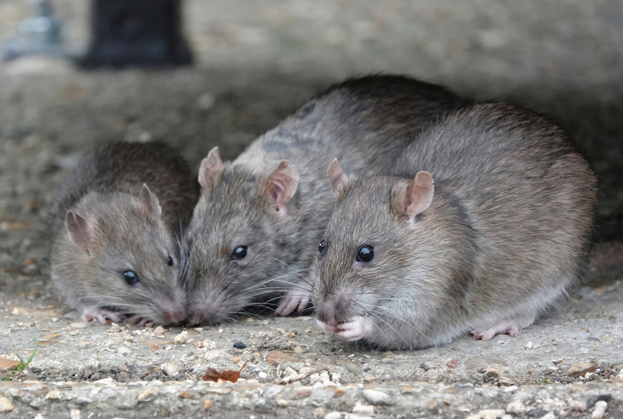 Rodent Control Process