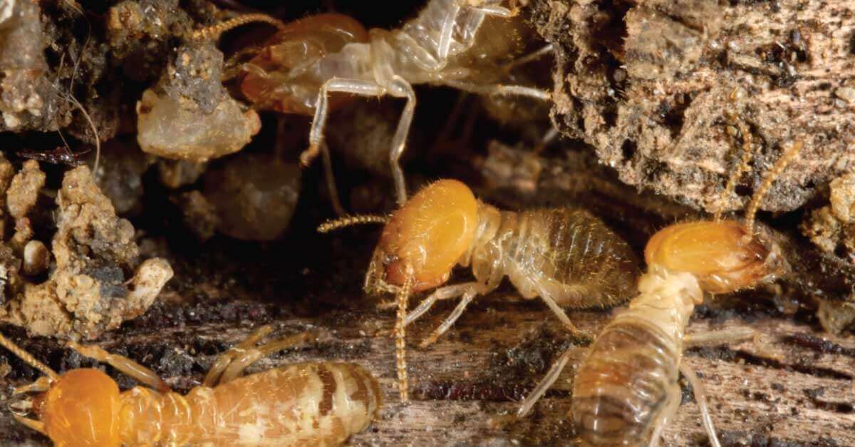 Termite Treatment