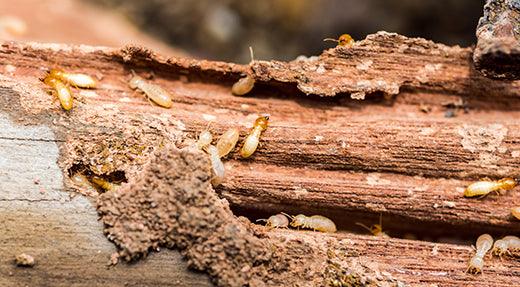 Termite Treatment Process